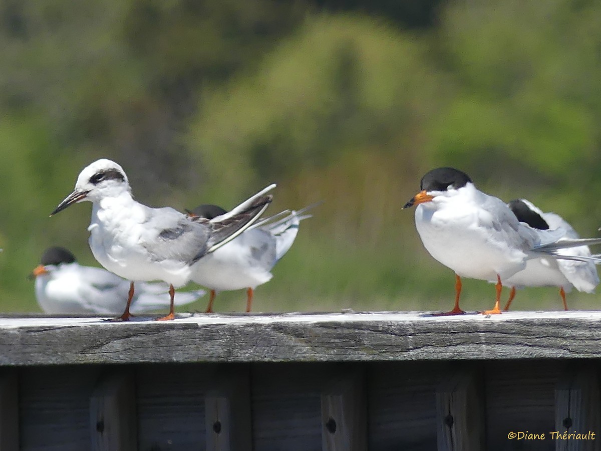 Forster's Tern - ML56988121