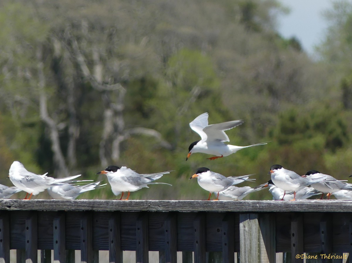 Forster's Tern - ML56988141