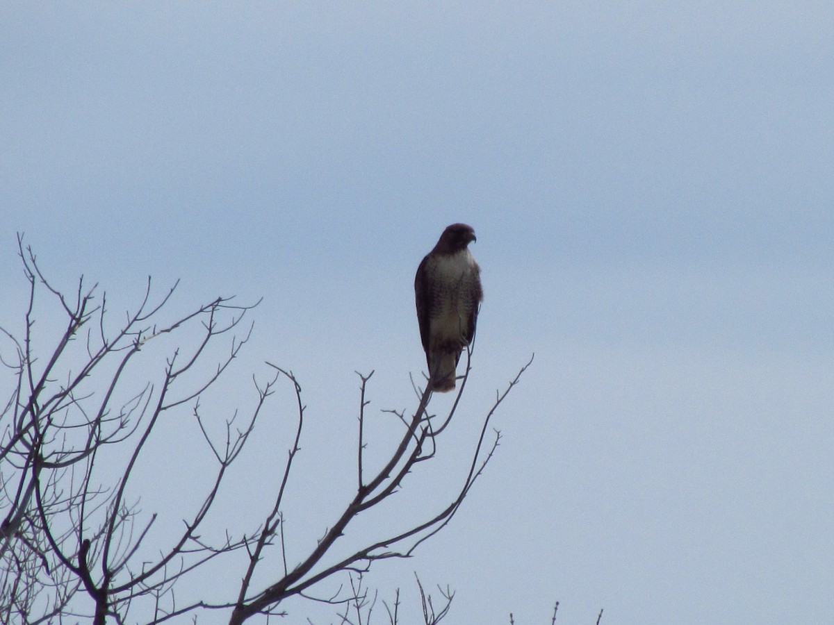 Red-tailed Hawk - ML56988221