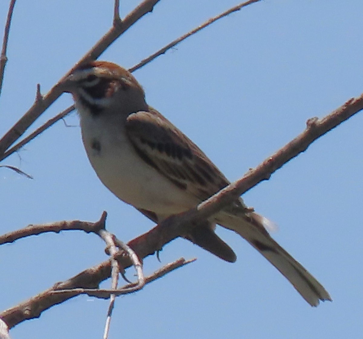 Lark Sparrow - ML569882621