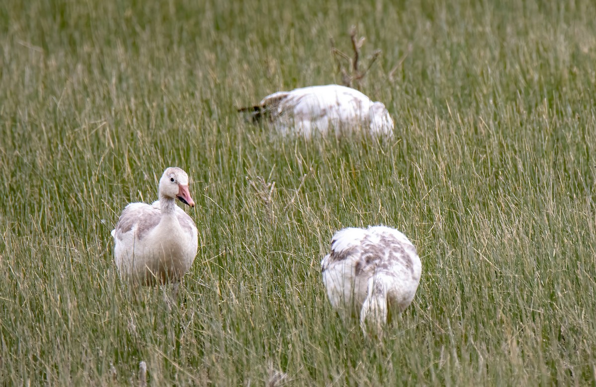 Snow Goose - ML569883341