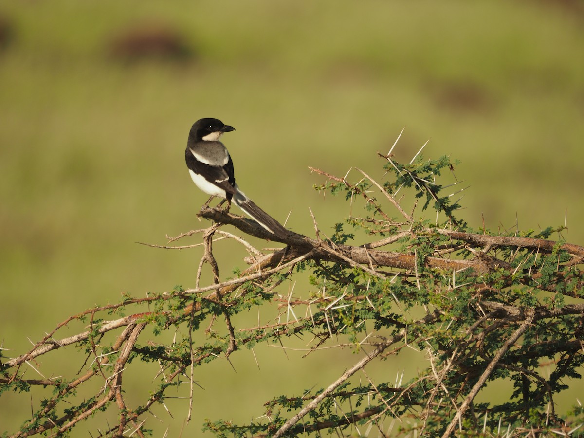 Alcaudón Somalí - ML569883671