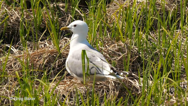 Short-billed Gull - ML569883881