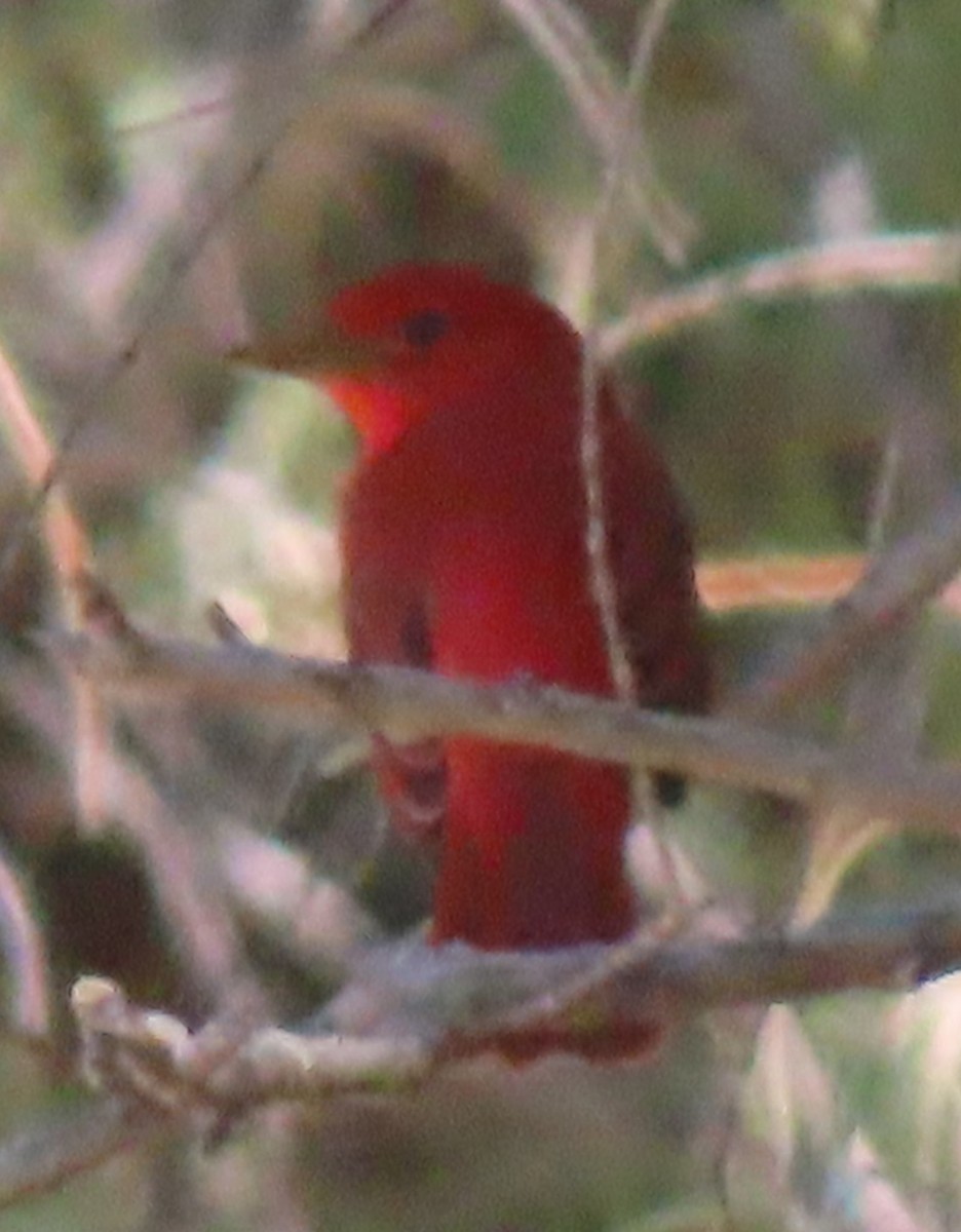 Summer Tanager - Mark Romero