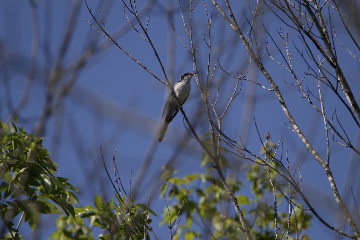 Yellow-billed Cuckoo - Patrick Oakes