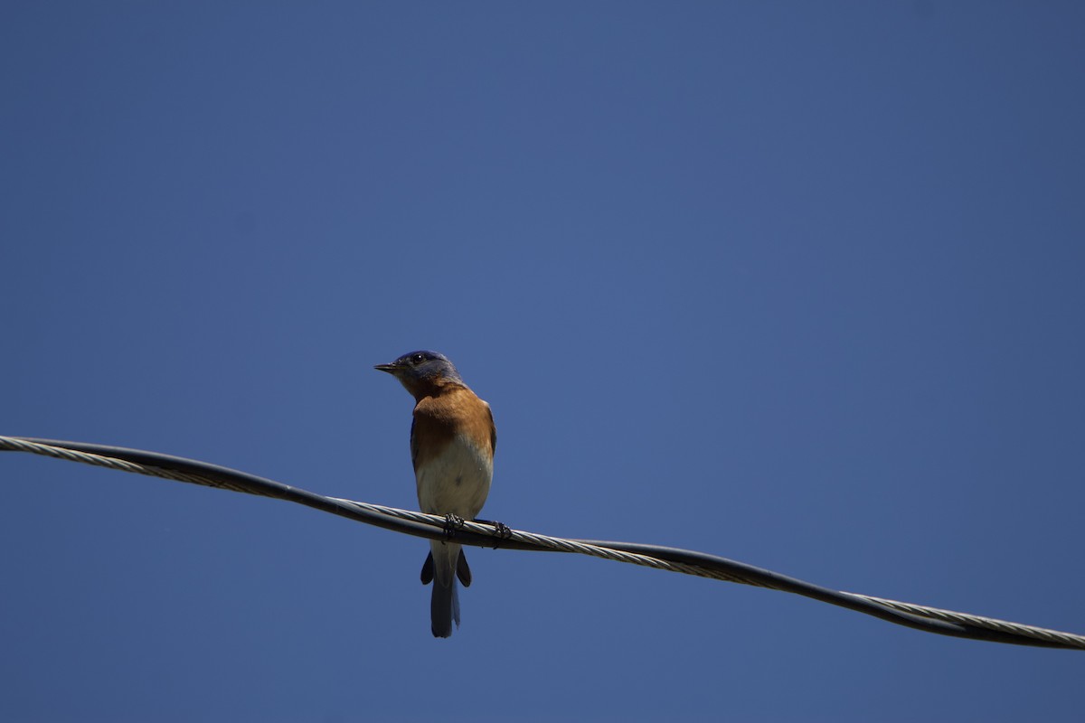 Eastern Bluebird - Patrick Oakes