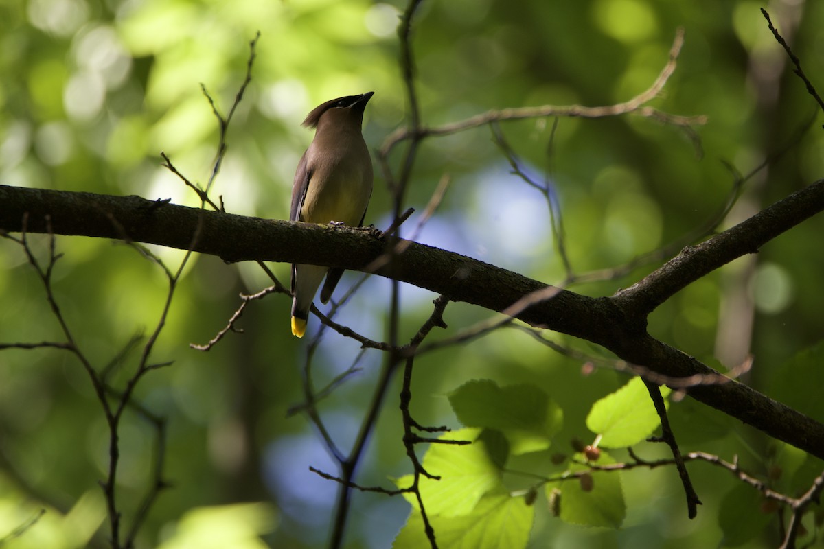 Cedar Waxwing - ML569885811