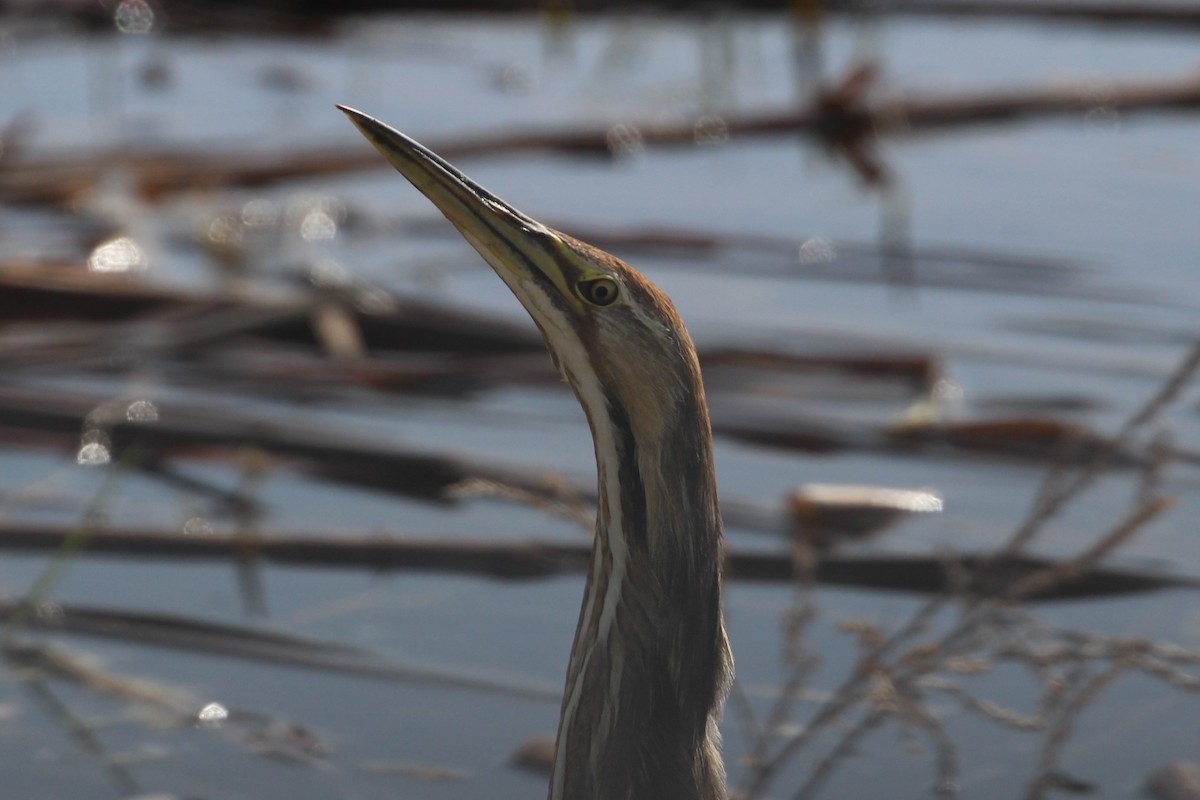 American Bittern - ML569886011