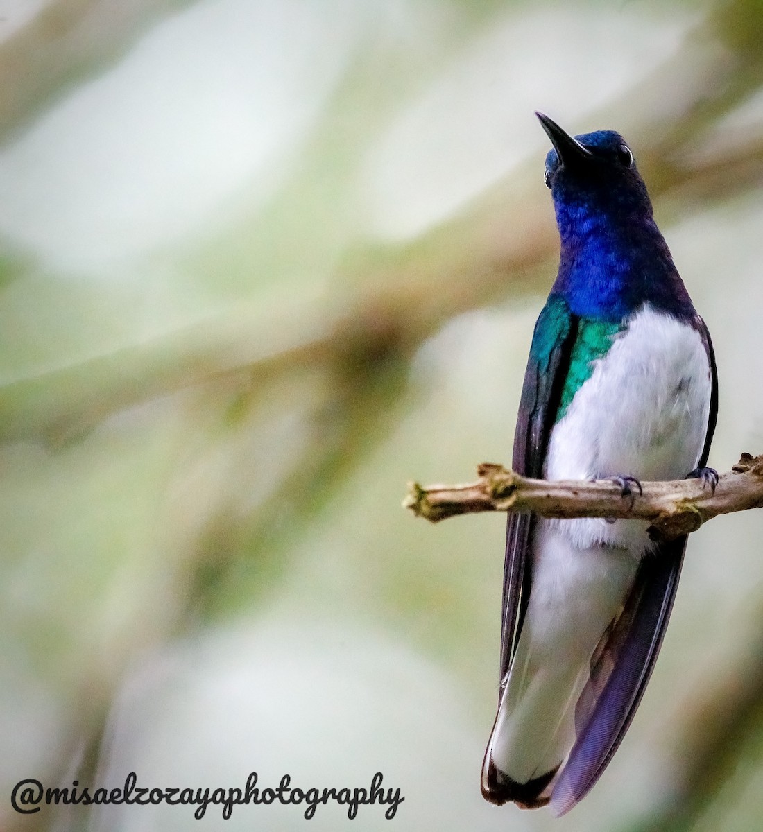 Colibrí Nuquiblanco - ML569887201