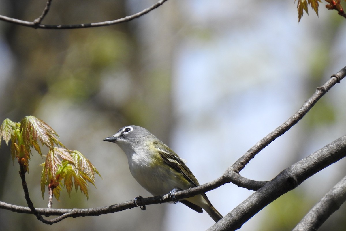 Blue-headed Vireo - ML569888501