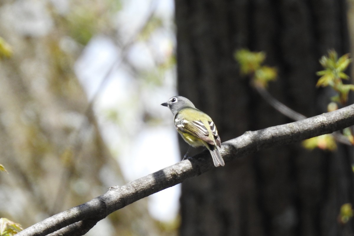 Mavi Başlı Vireo - ML569888511