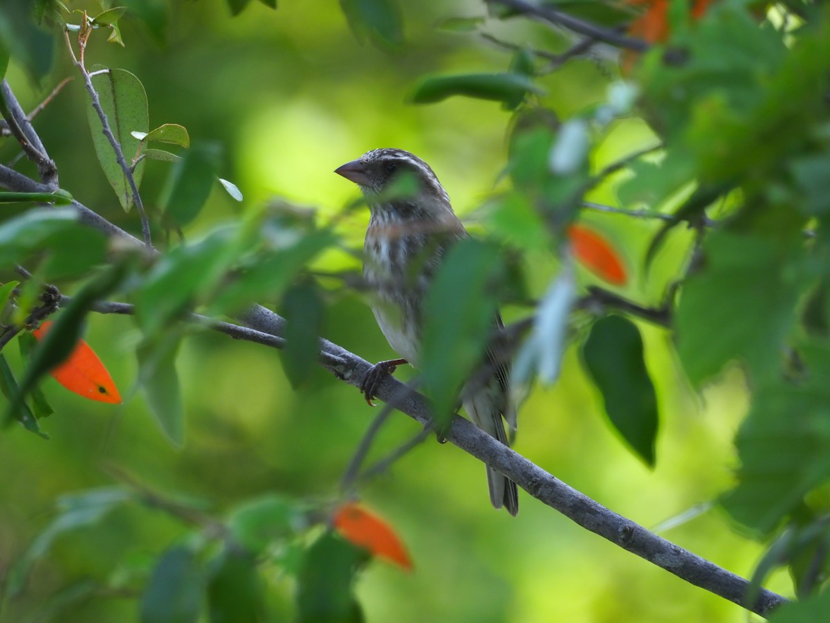 Stripe-breasted Seedeater - ML569889481