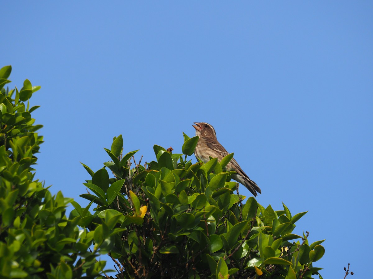 Stripe-breasted Seedeater - ML569889491