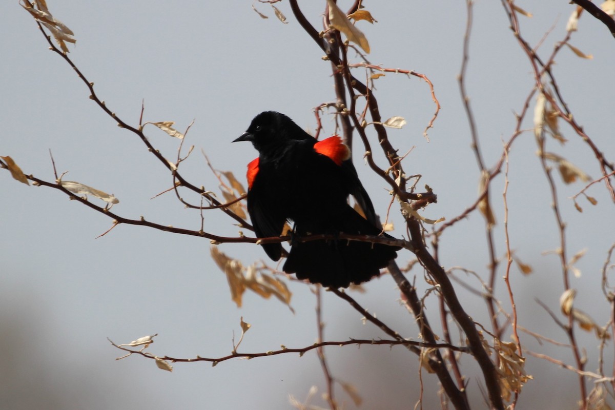 Red-winged Blackbird - ML569889771