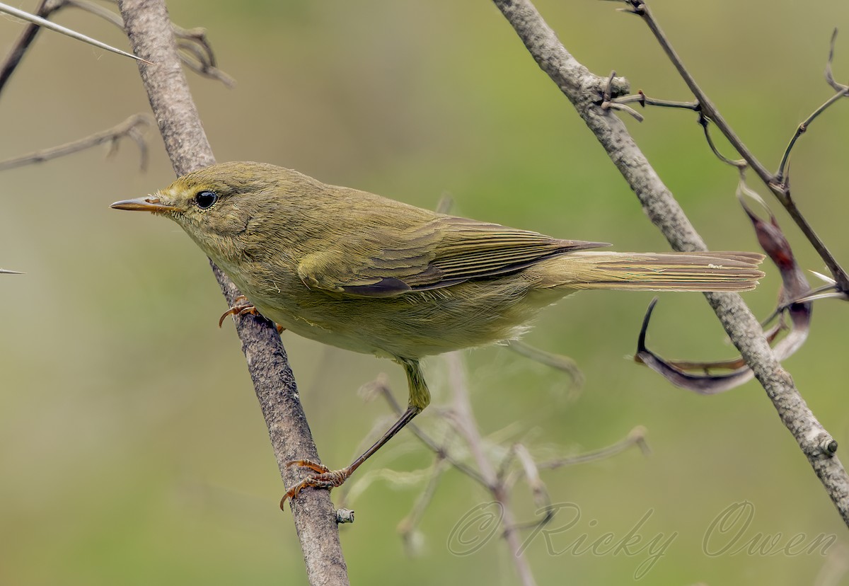 Mosquitero Ibérico - ML569891091