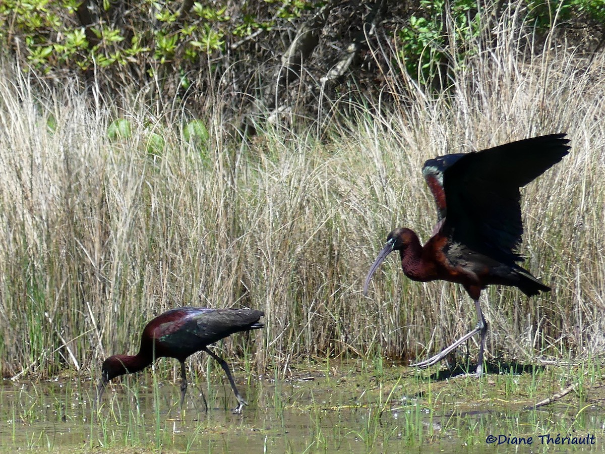 ibis hnědý - ML56989161