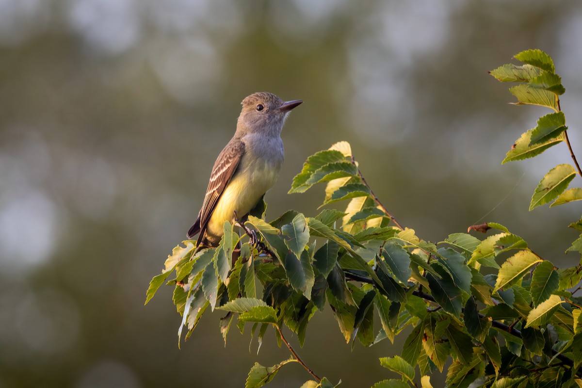 Great Crested Flycatcher - ML569891701