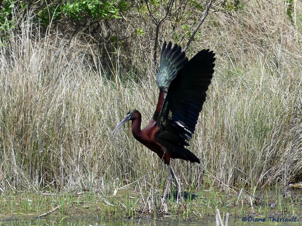 ibis hnědý - ML56989171