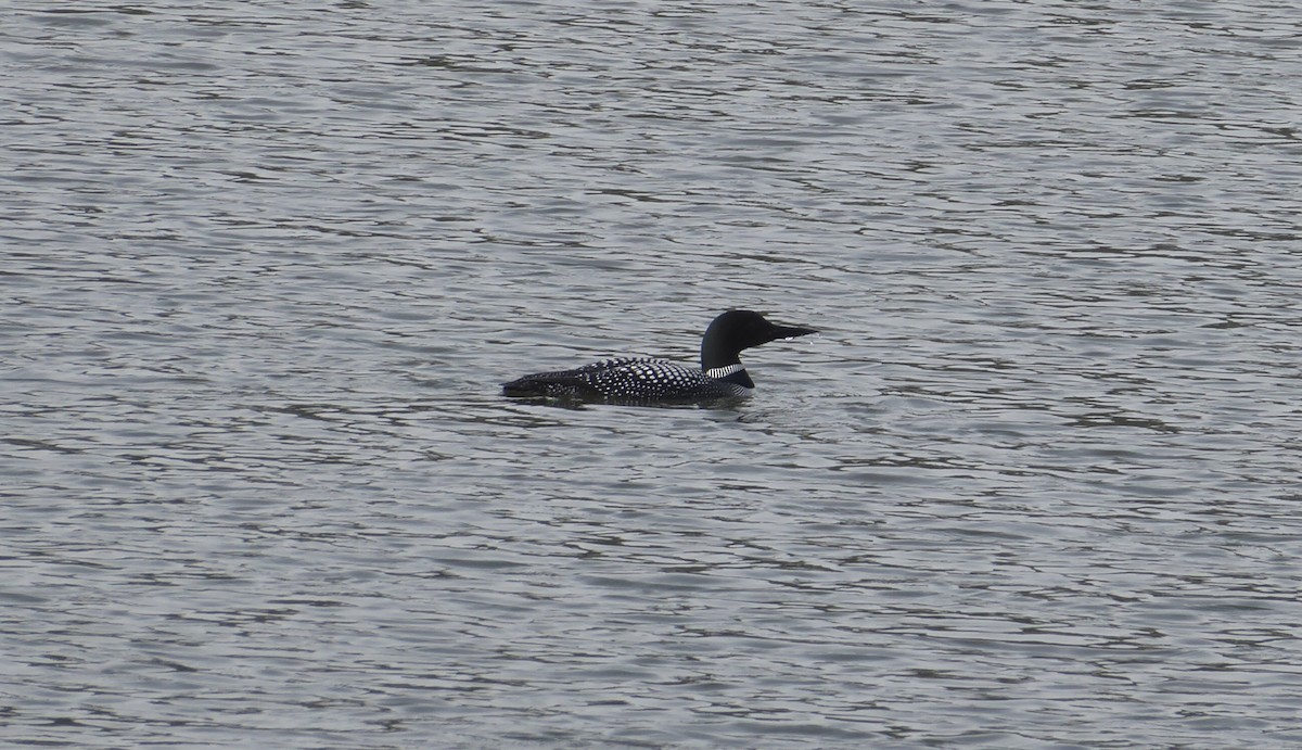 Common Loon - ML569892601