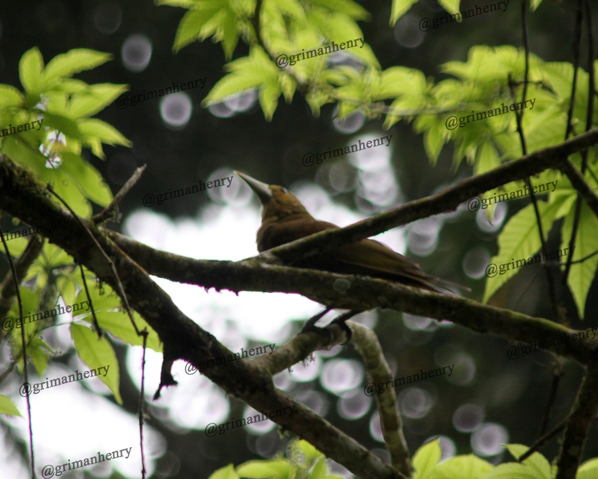 Russet-backed Oropendola - ML569893251