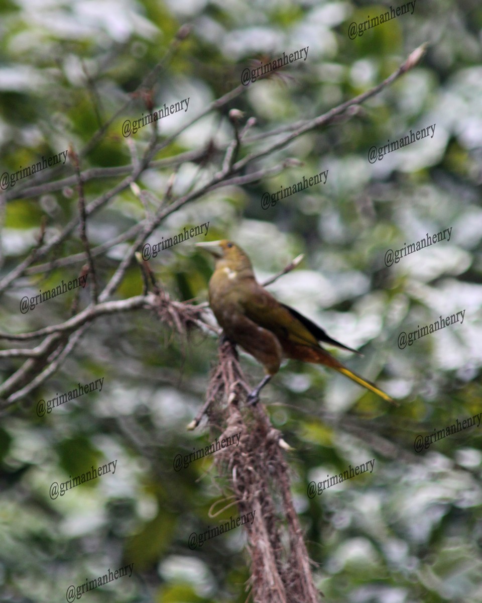 Russet-backed Oropendola - ML569893271