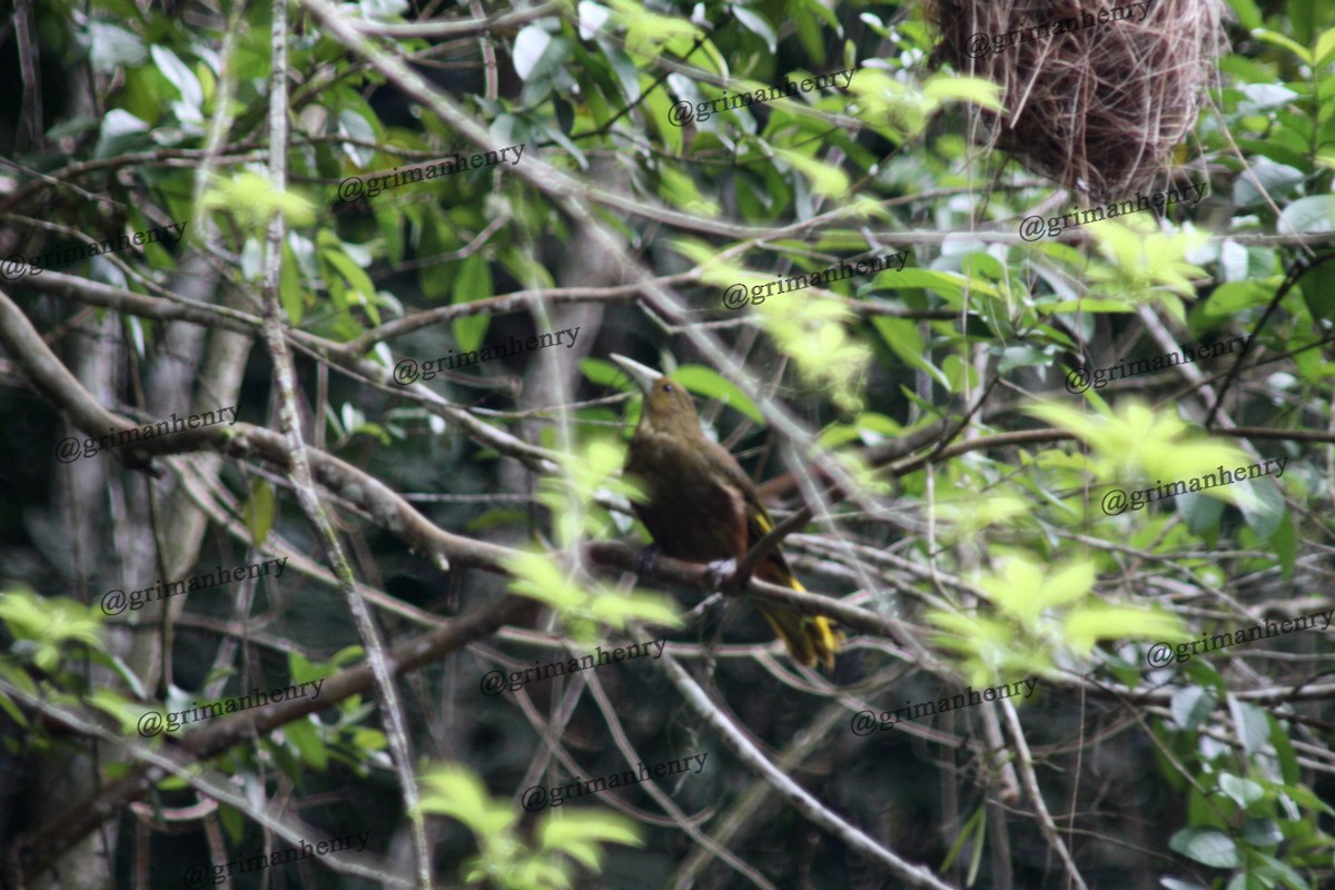 Russet-backed Oropendola - ML569893281