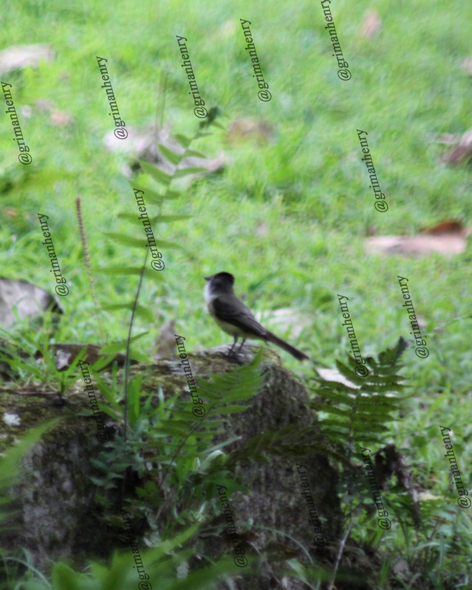 Dusky-capped Flycatcher - ML569894831