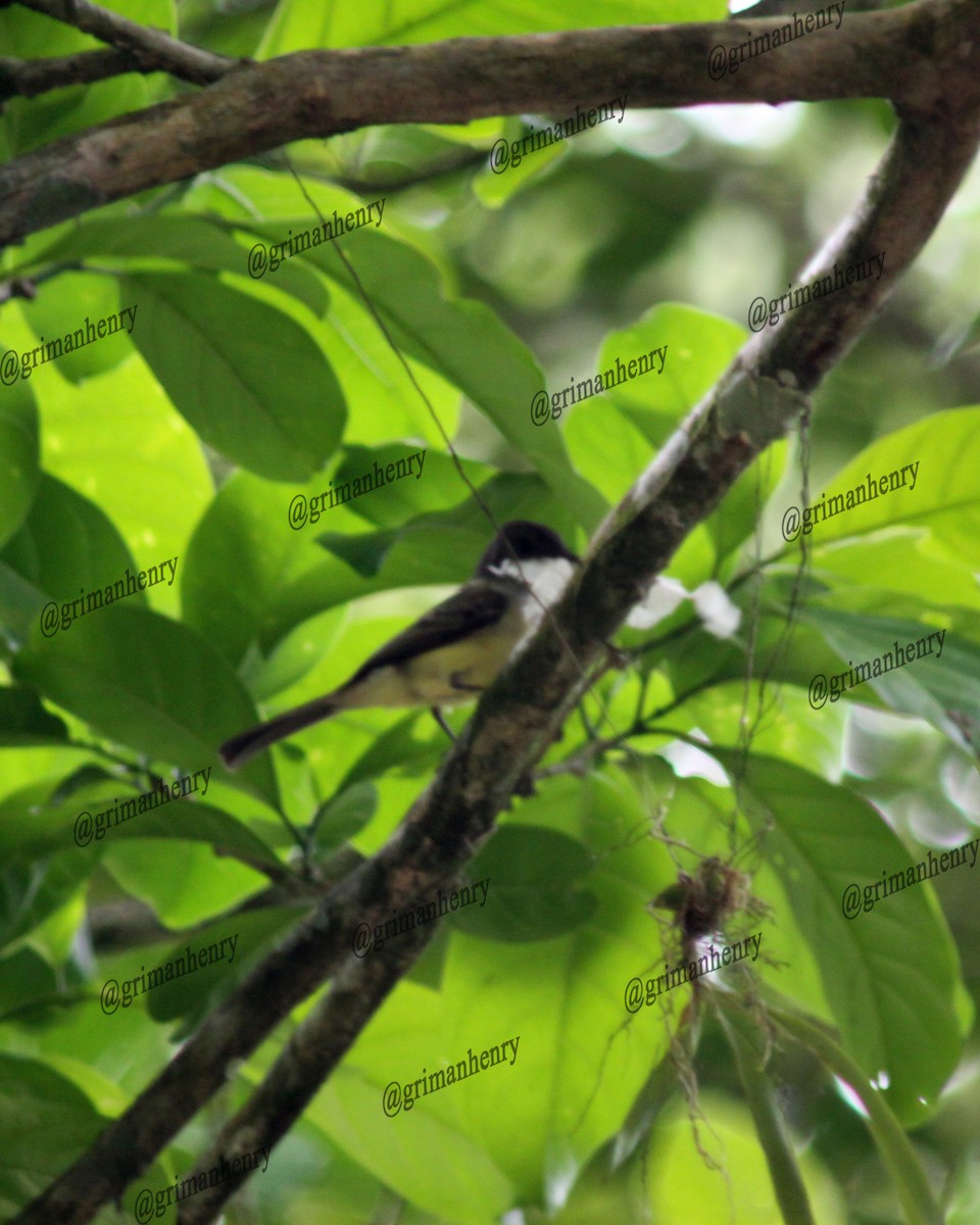 Dusky-capped Flycatcher - ML569894841
