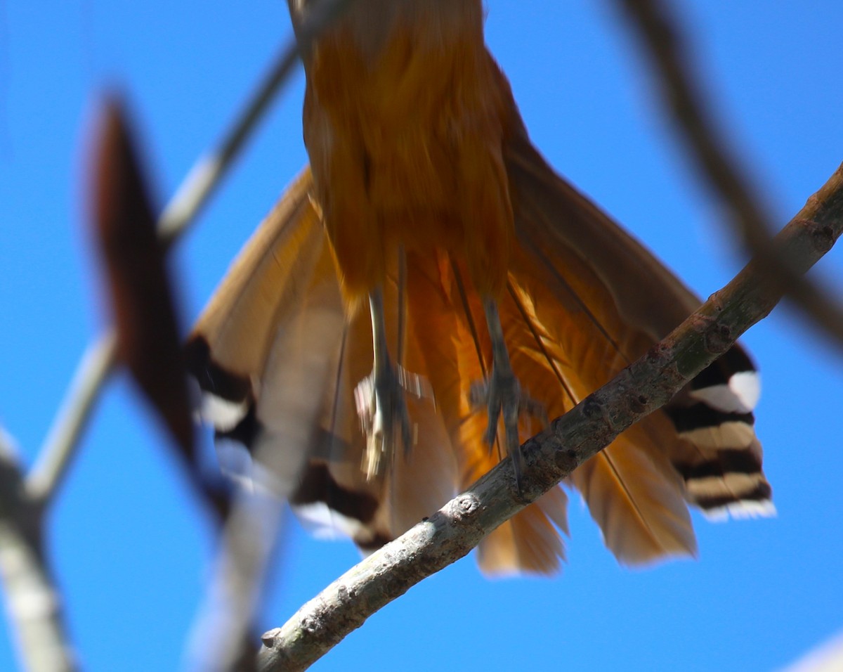 Great Lizard-Cuckoo - ML569895841