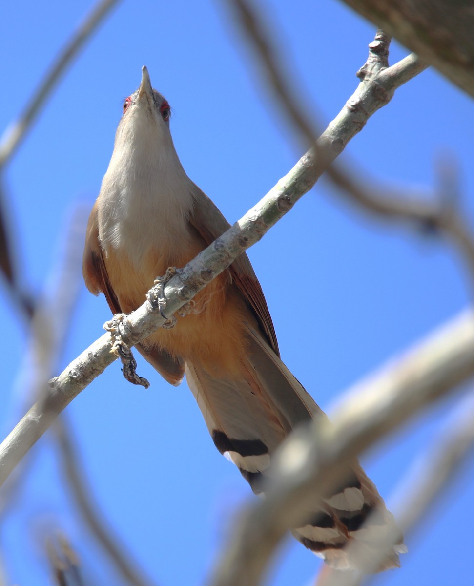 Great Lizard-Cuckoo - ML569895851