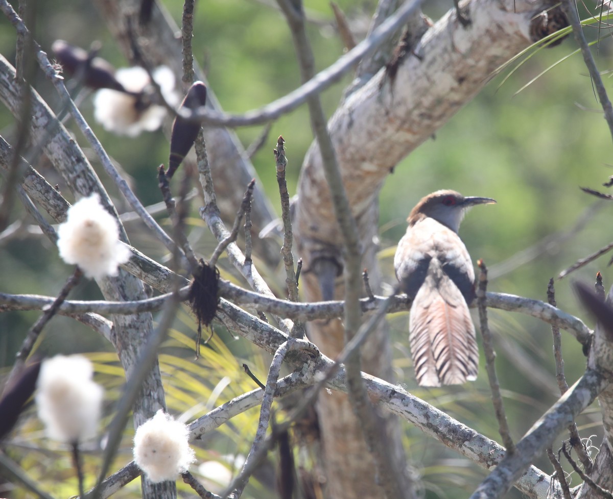 Great Lizard-Cuckoo - ML569895861