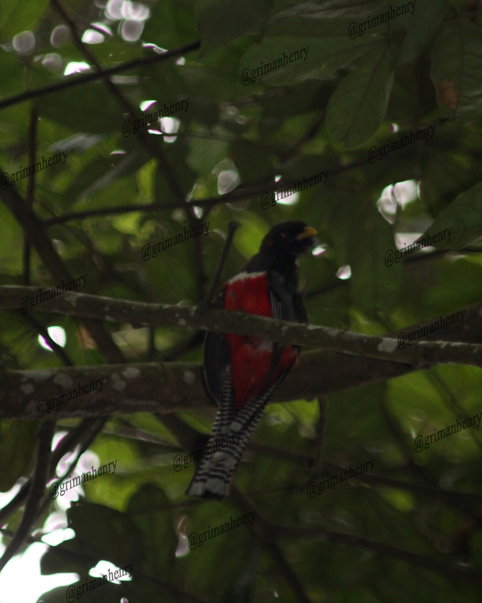 Collared Trogon - ML569896061