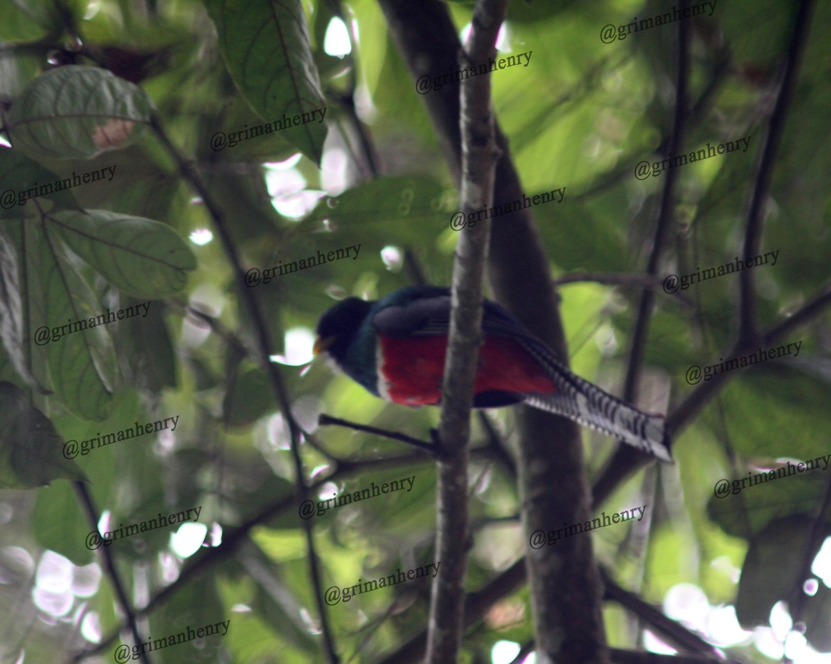 Collared Trogon - ML569896071