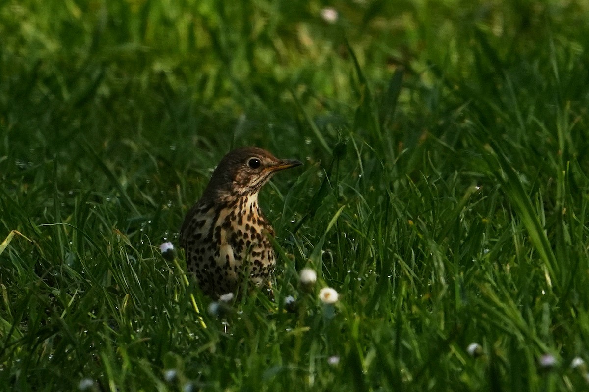 Song Thrush - ML569896511