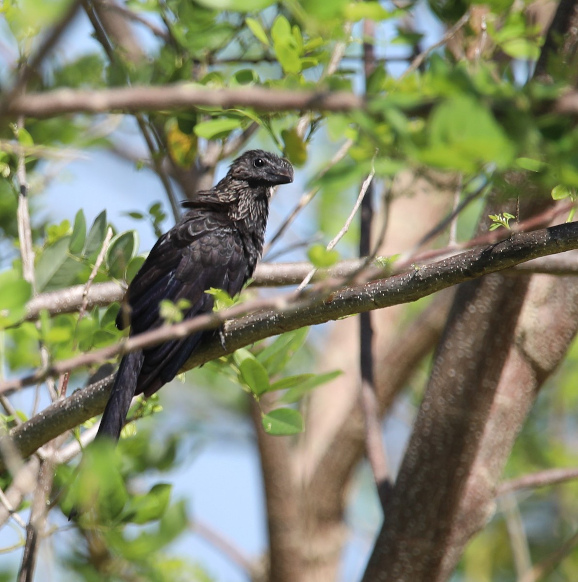 Smooth-billed Ani - ML569898461