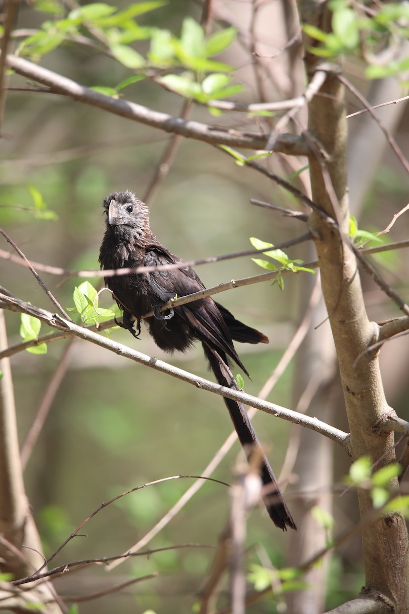 Smooth-billed Ani - ML569898471