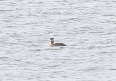 Red-necked Grebe - ML569898961