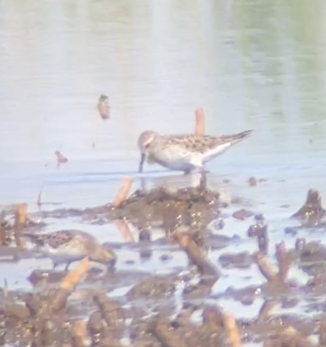 White-rumped Sandpiper - ML569899421