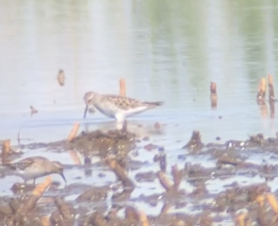 White-rumped Sandpiper - ML569899431