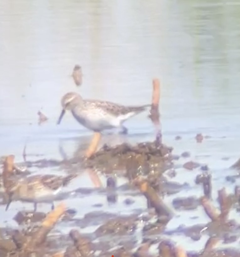 White-rumped Sandpiper - ML569899441