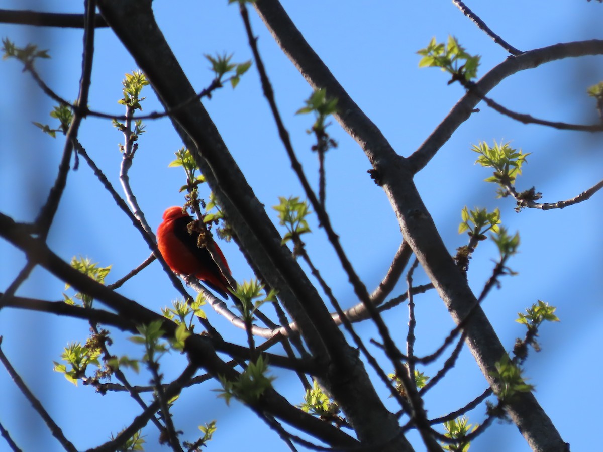 Scarlet Tanager - ML569900991