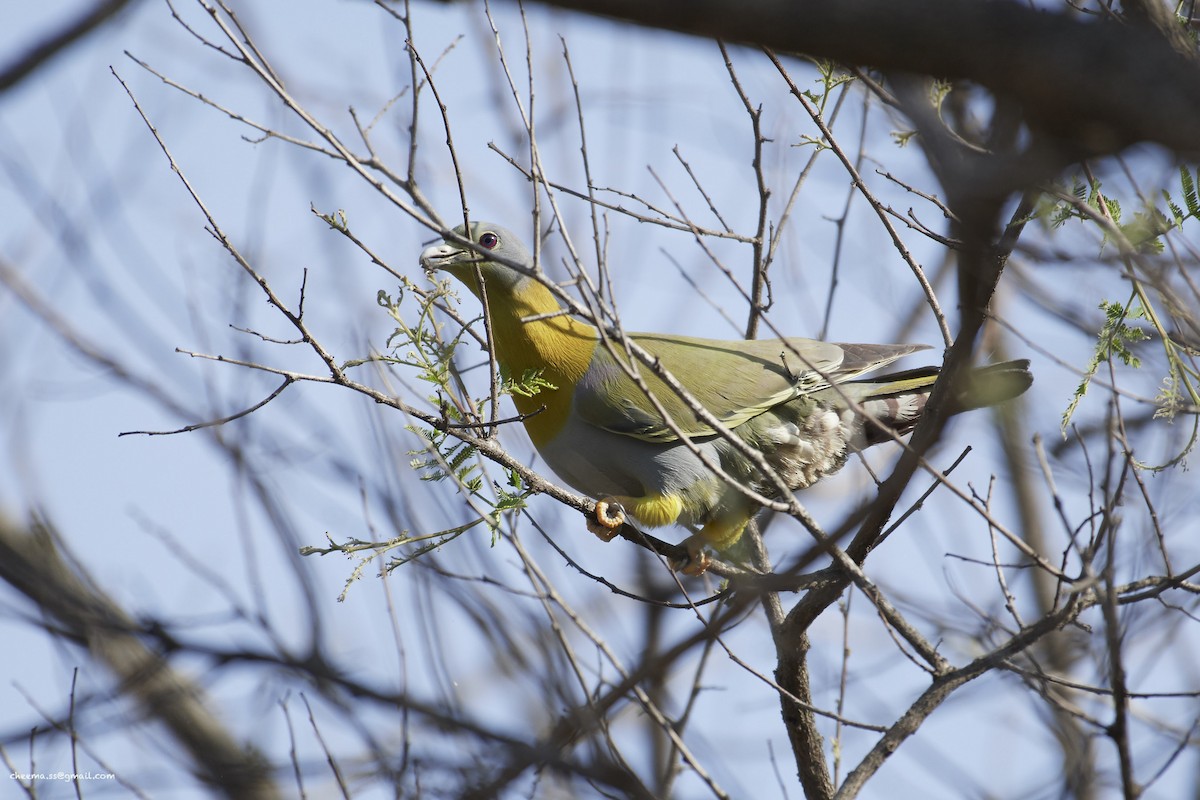 Yellow-footed Green-Pigeon - ML56990341