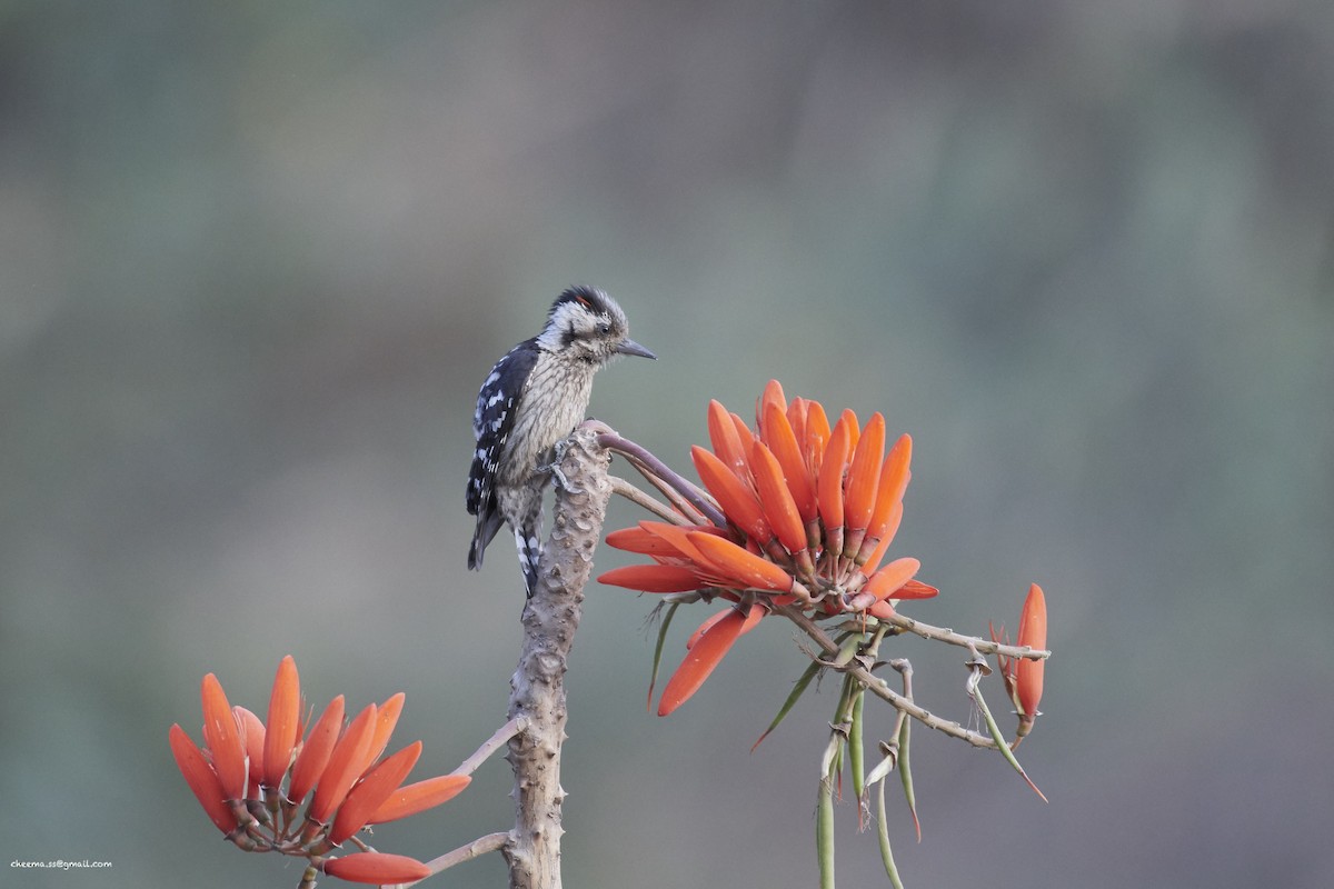 Gray-capped Pygmy Woodpecker - S S Cheema