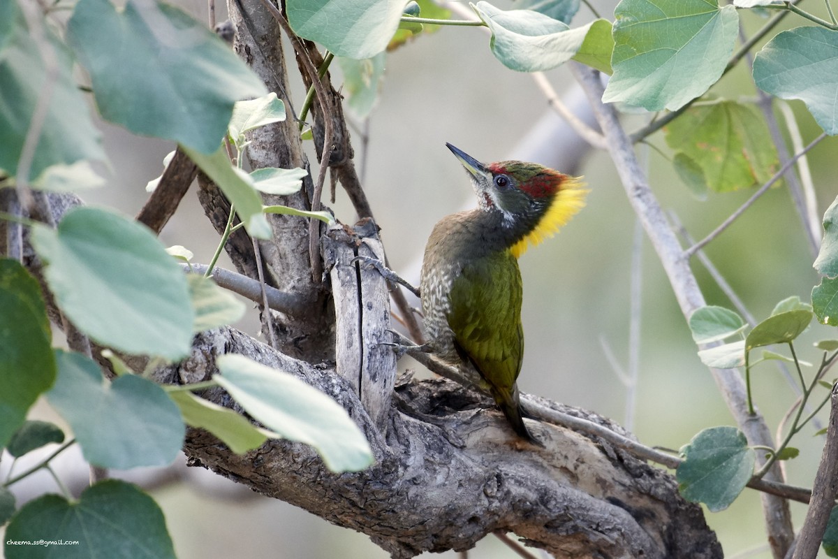 Lesser Yellownape - S S Cheema