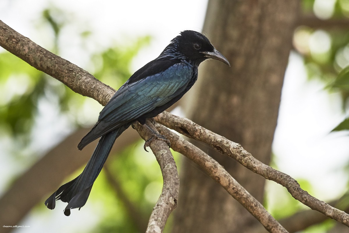 Hair-crested Drongo - S S Cheema