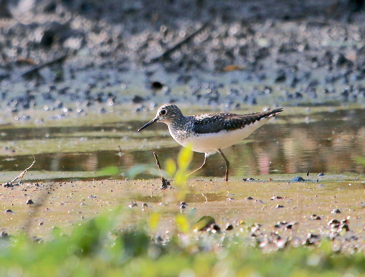 Solitary Sandpiper - ML569906861
