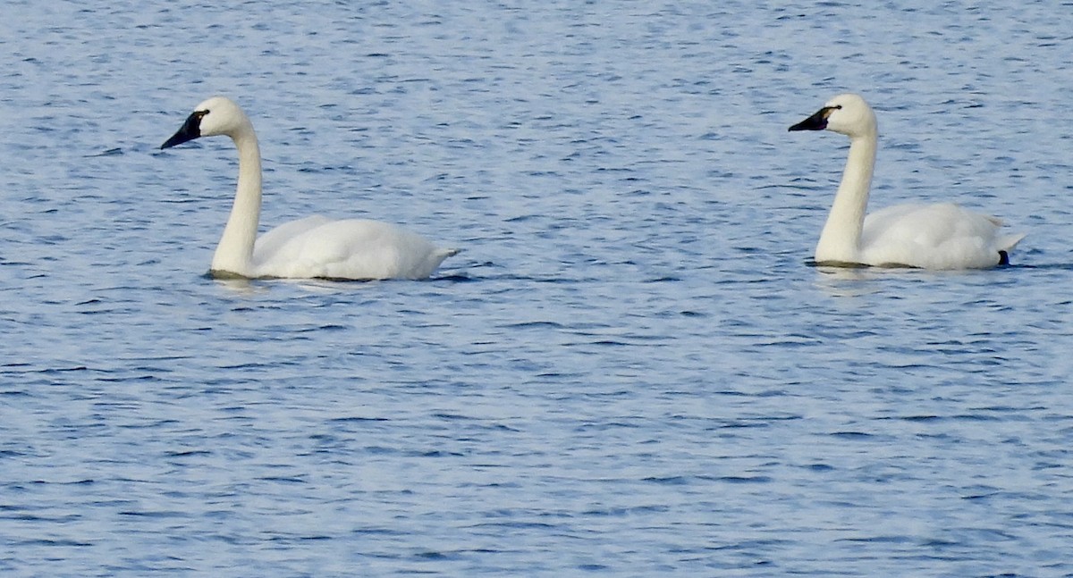 Tundra Swan - Heather and Laurence Brownell