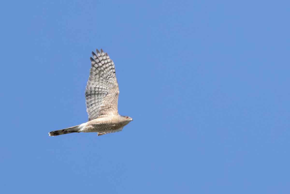 Cooper's Hawk - ML569908211