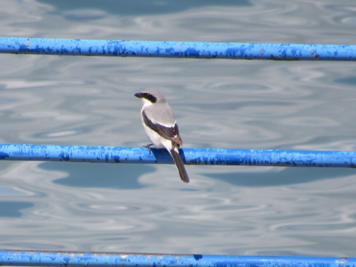 Loggerhead Shrike - ML569908401