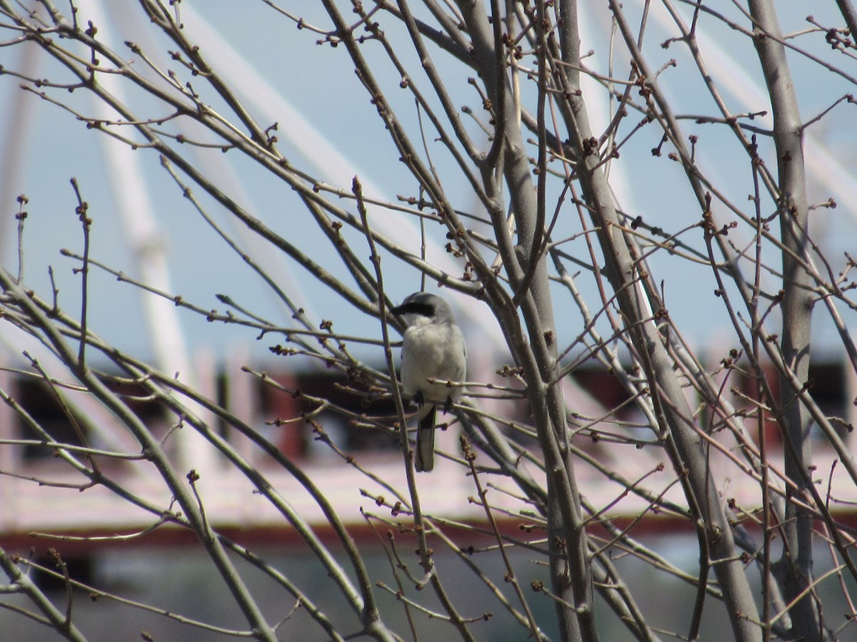 Loggerhead Shrike - ML569908411